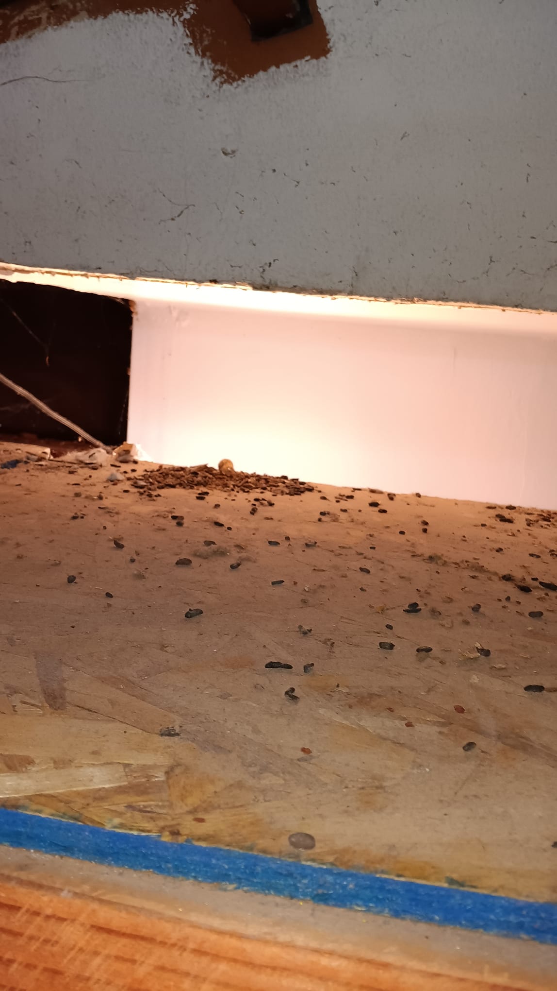 German Rodent Control Image